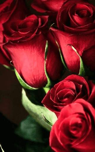 Red Rose Live Wallpaper screenshot 3