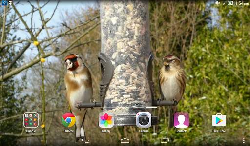 Birds Live Wallpaper screenshot 5