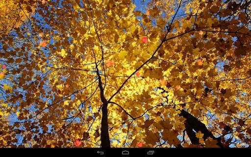 Autumn Wallpaper screenshot 15