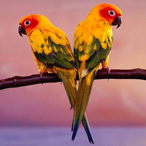 Birds Jigsaw Puzzles 2.10.13