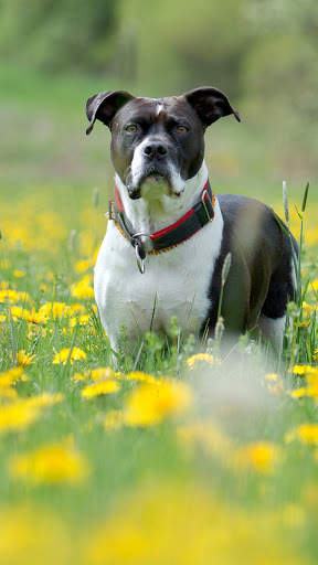 Pitbull Dog Wallpaper HD screenshot 4