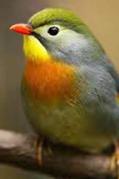 How To Drawing Bird Realistic screenshot 1