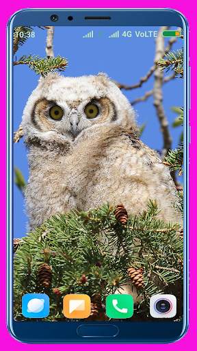 Owl Wallpaper screenshot 15
