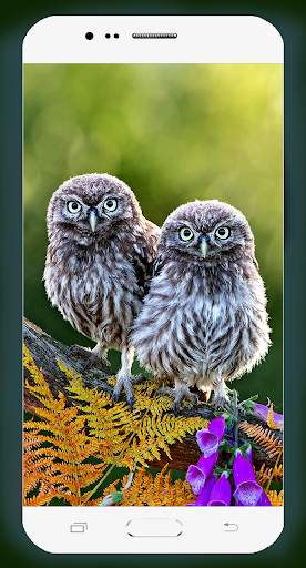 Owl Wallpaper HD screenshot 7