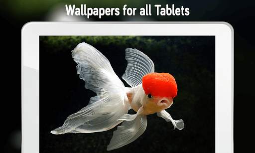 Fish Wallpaper (4k) screenshot 3