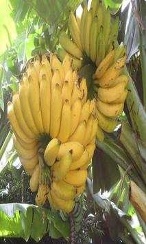 Banana screenshot 3