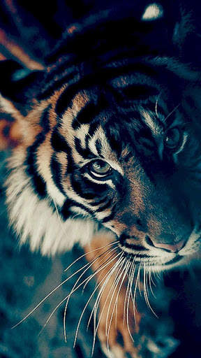 Tiger Wallpapers 4K screenshot 11