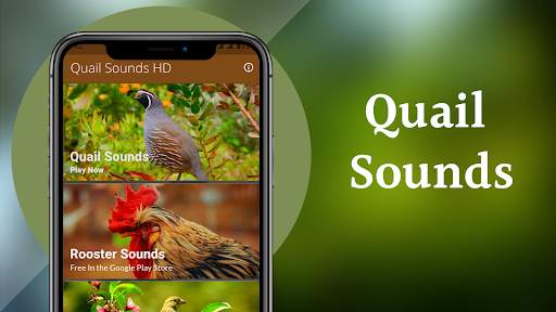 Quail Sounds - Quail Bird Calls screenshot 2