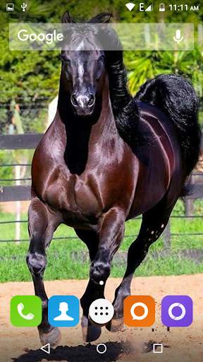 Horse Hd Wallpaper screenshot 1