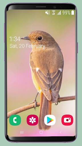 Bird Wallpaper New 4K screenshot 1