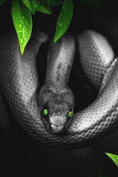 Snake Wallpapers screenshot 6