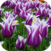 Free Tulips Wallpapers HD icon