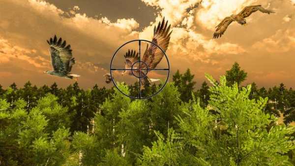 Eagle Bird Hunting Season 2017 screenshot 2