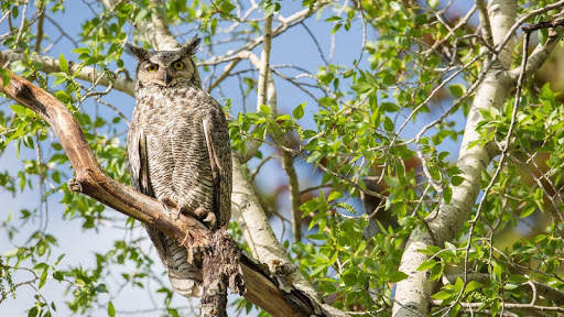 Owl Wallpaper screenshot 14