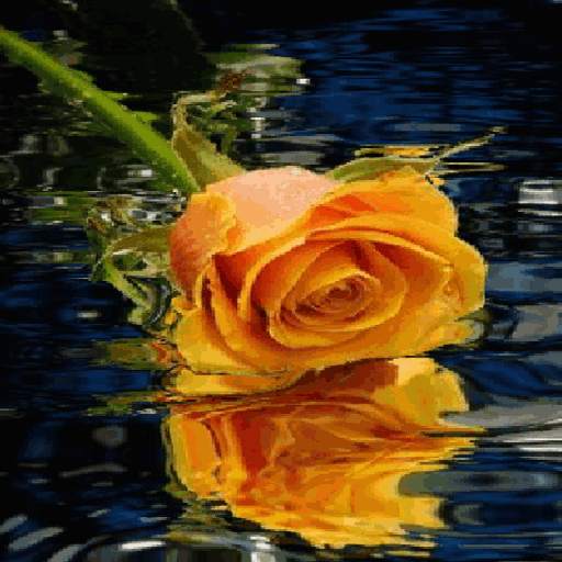 Yellow Rose Reflection LWP 3