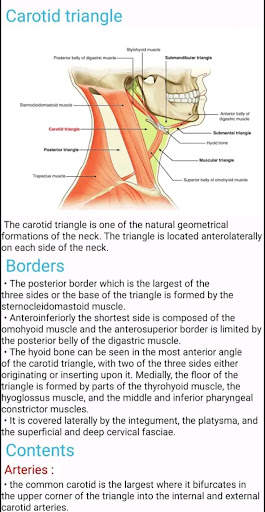 Human Anatomy E Theories screenshot 9