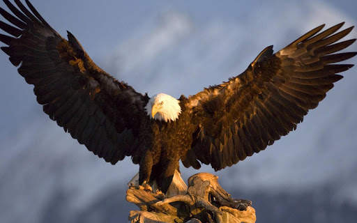 Bald Eagle Wallpaper screenshot 4