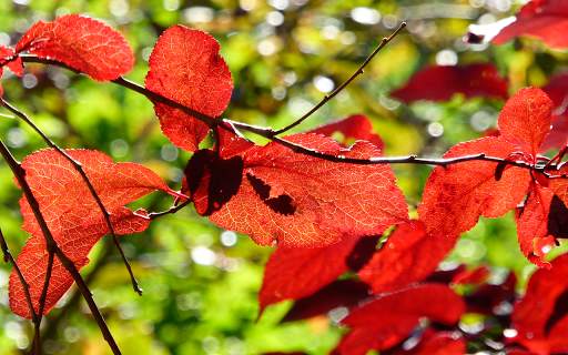 Autumn leaves Wallpapers (backgrounds & themes) screenshot 10