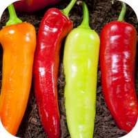 Hot Chili Peppers Wallpaper logo