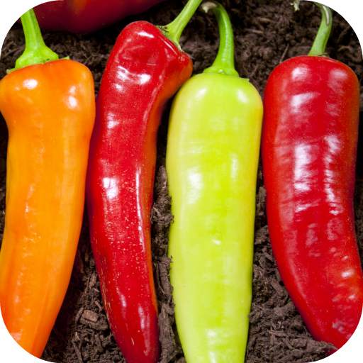 Hot Chili Peppers Wallpaper 1.0