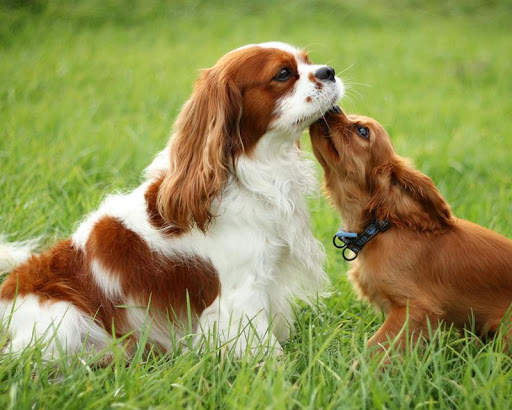 Cavalier King Charles Spaniels screenshot 4