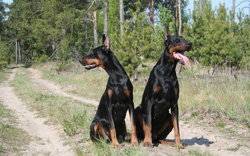 Doberman Wallpaper: backgrounds hd screenshot 14