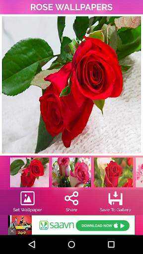Rose Wallpaper screenshot 1