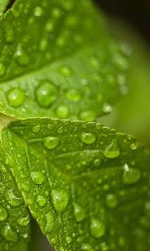 Green Nature wallpaper screenshot 2