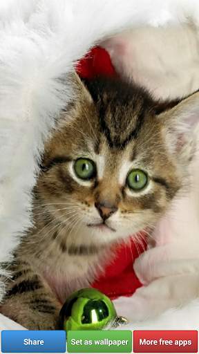 Cute Kitty Cats HD Wallpapers screenshot 7