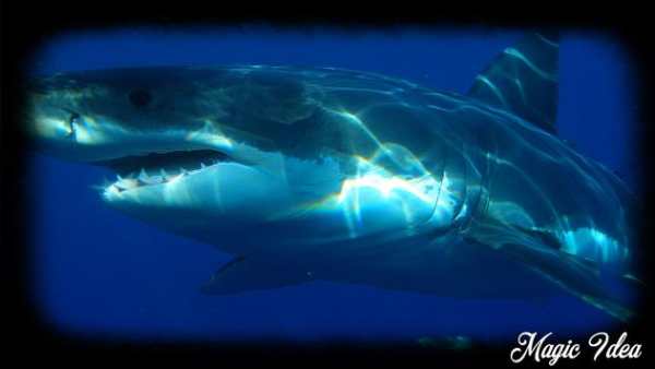Megalodon Wallpaper screenshot 1