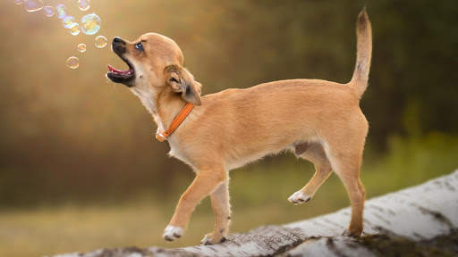 Chihuahua Wallpaper HD & 4k Backgrounds screenshot 24
