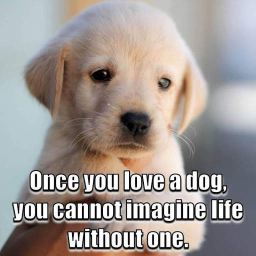 Animal Lover Quotes - Dog Lover Status - Cat Love screenshot 15