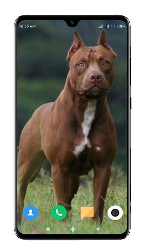 Pitbull Dog Wallpaper HD screenshot 14