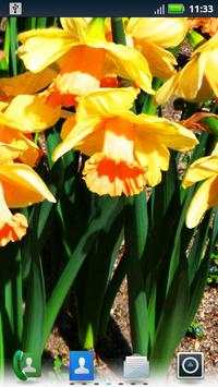 Daffodils Live Wallpaper screenshot 4