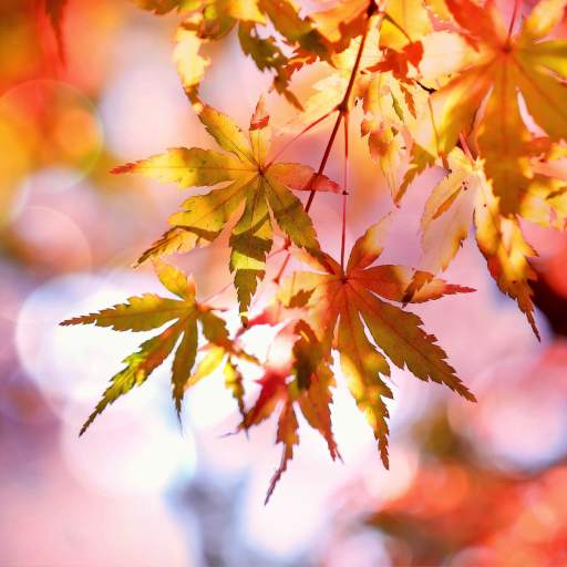 Beautiful Autumn Live Wallpaper 1.0.6