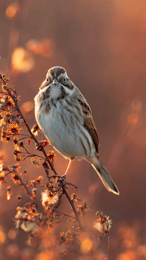 Bird Wallpaper 4K screenshot 10