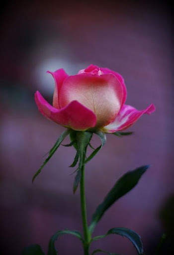 Rose Wallpaper screenshot 4