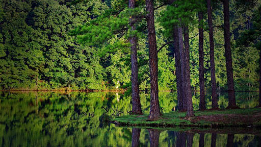 Rainforest Wallpaper screenshot 1