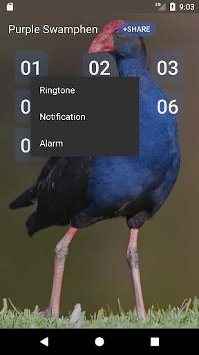 Purple Swamphen Sounds screenshot 2