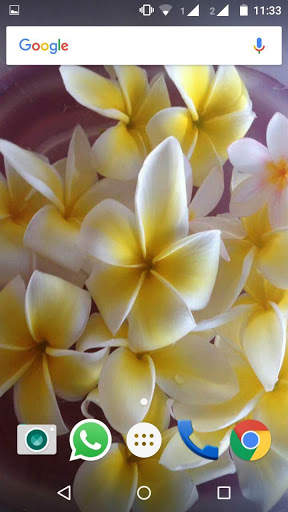 Plumeria Flower HD Wallpaper screenshot 8