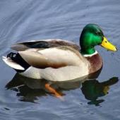 Duck Call icon