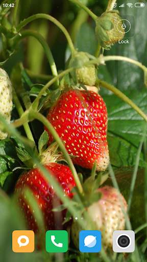 Strawberry Wallpaper HD screenshot 10