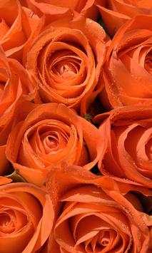 Rose wallpapers screenshot 1