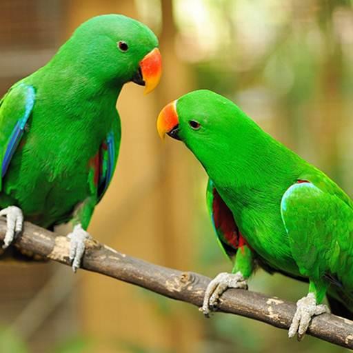Parrot Wallpaper Hd icon