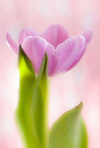 Flower Tulip HD screenshot 6