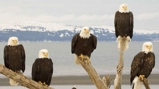 Eagle Live Wallpaper : 7fon & LWP screenshot 6