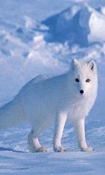 Arctic Fox Wallpapers screenshot 2