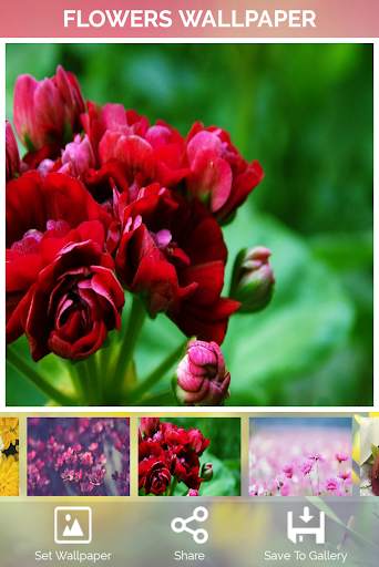 Flowers Wallpaper screenshot 2