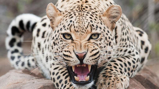 Leopard Live Wallpaper (Wallpapers & Backgrounds) 13 تصوير الشاشة