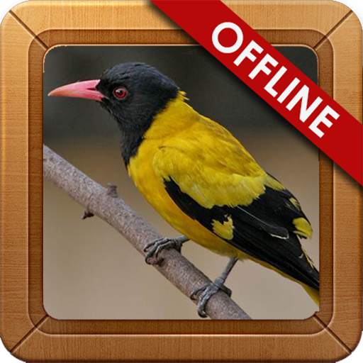 Suara Burung Kepodang Gacor screenshot 1
